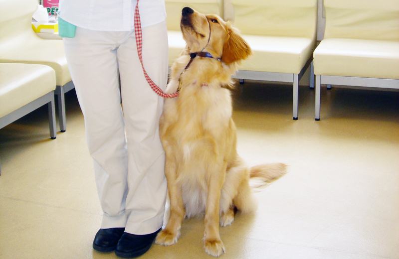 犬のしつけ教室のご案内 ～しつけでお困りの方～